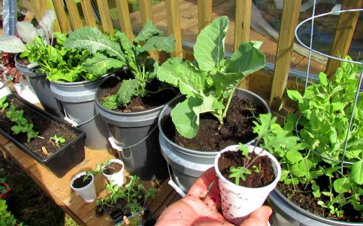 Ann Arbor apartment patio bucket garden