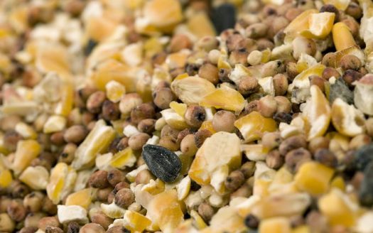 Bird Seed Cake Recipe for your Apartment Patio