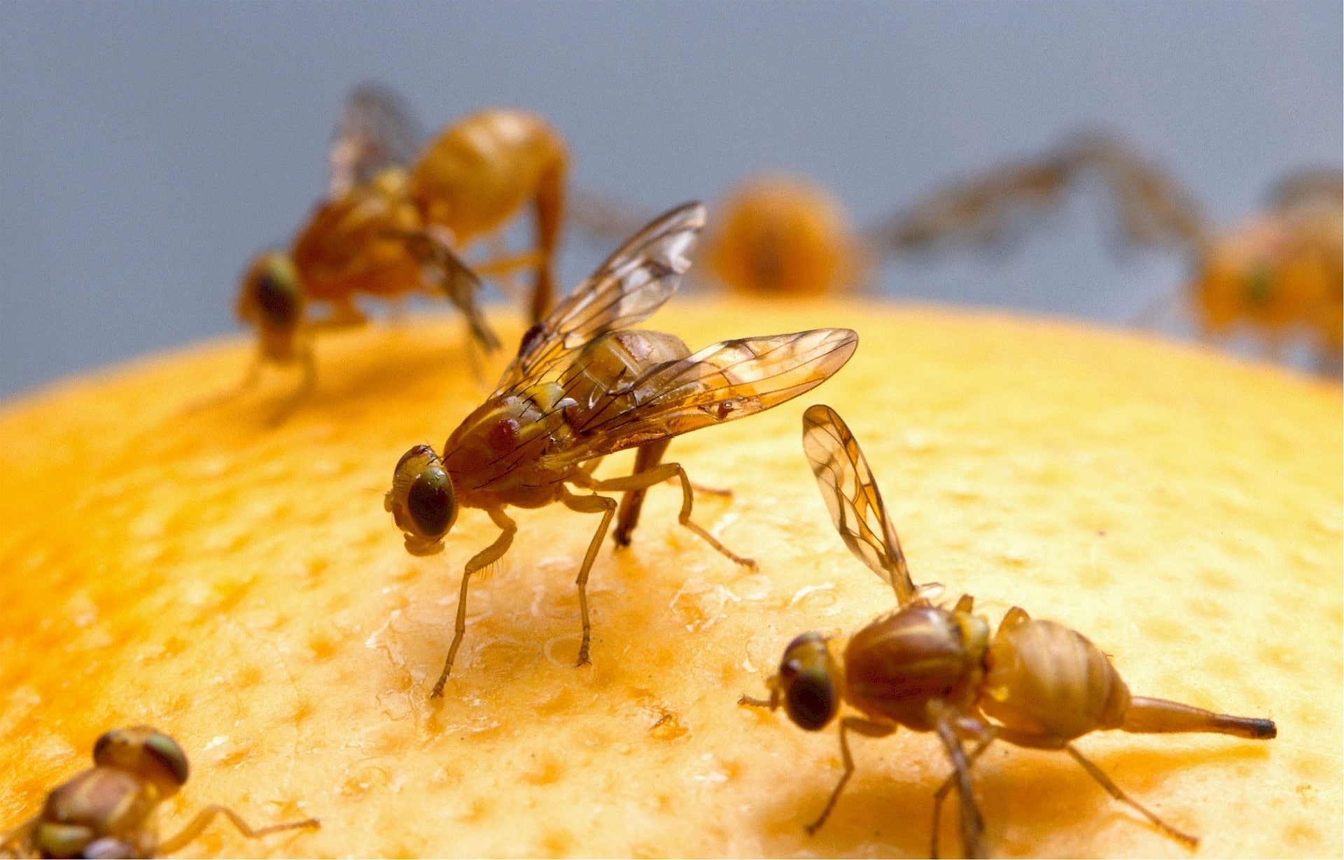 How to Get Rid of a Fruit Fly Infestation in Your Apartment