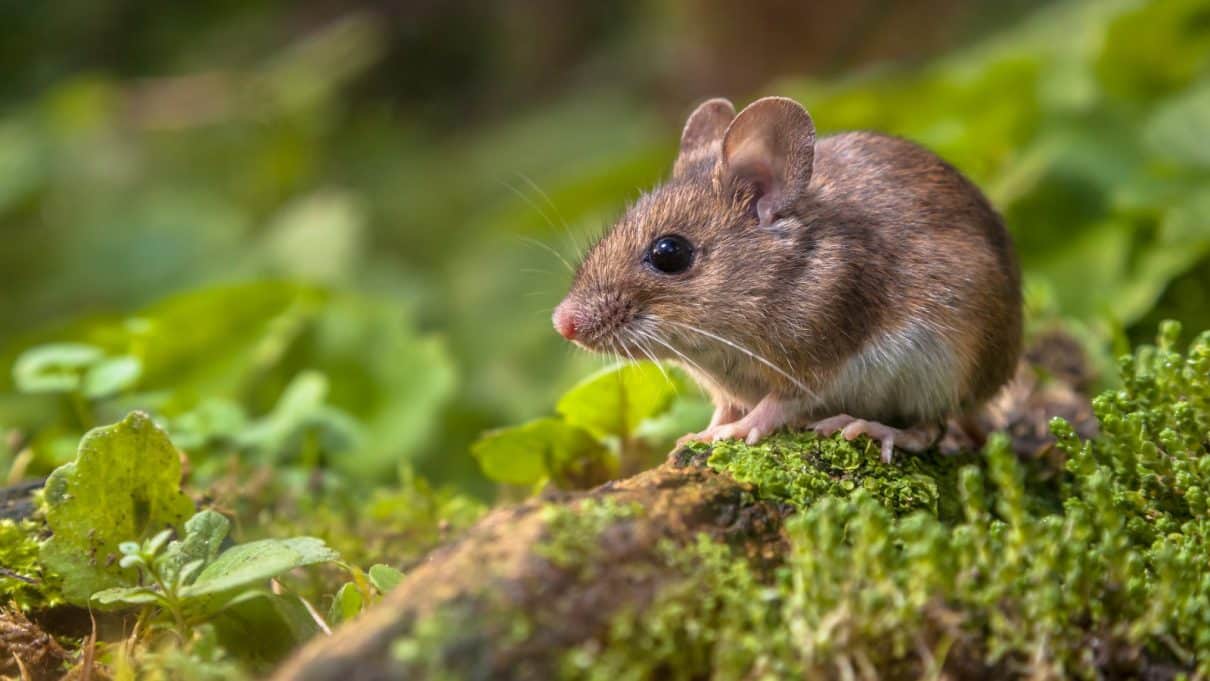 5 Simple Ways to Get Rid of Mice Without Killing Them - Dengarden